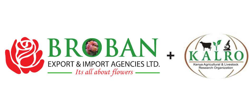 brobanflowers